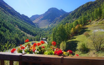 Les Géraniums de Grimentz