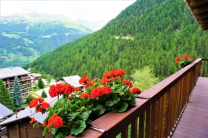 Geranium on balcony
