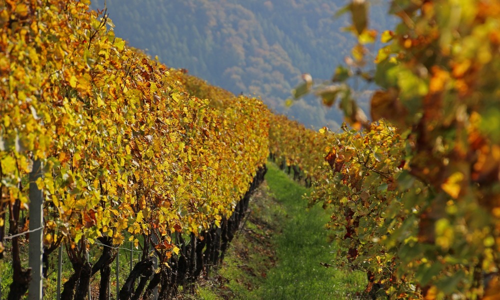 Bex Vineyards near Champéry