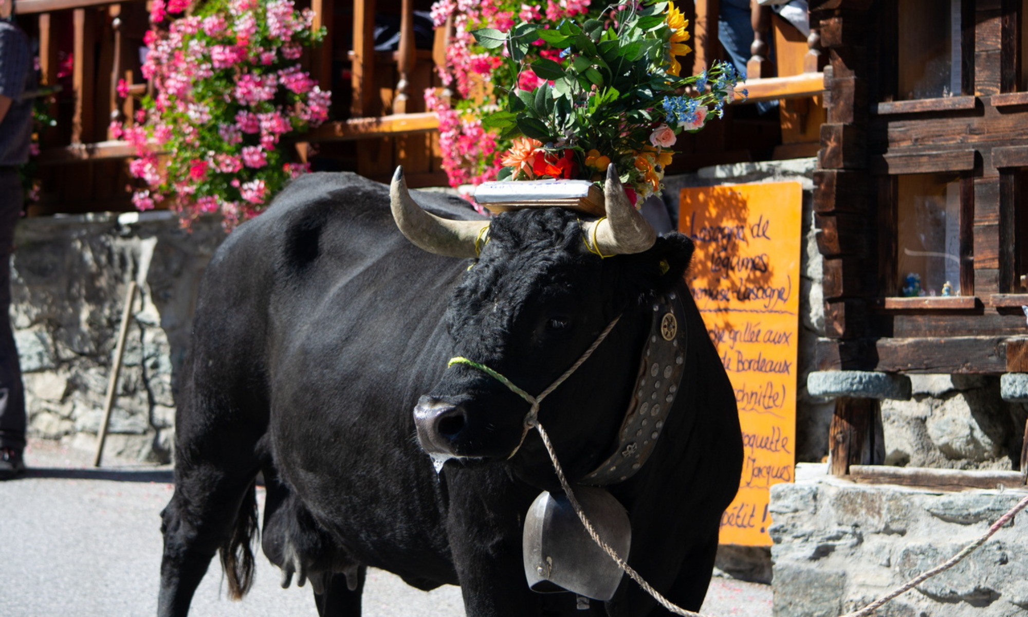 Cattle Drive